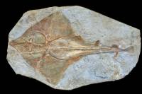 Raie fossile (Raja tricarinata, environ 60 cm)
